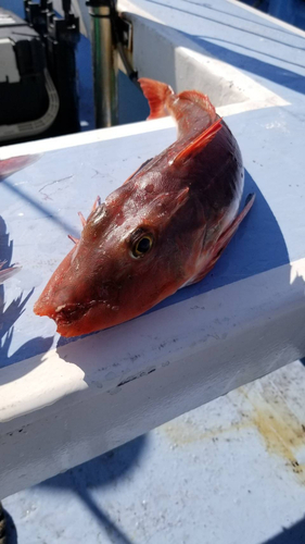 ホウボウの釣果