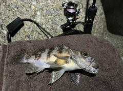 メバルの釣果
