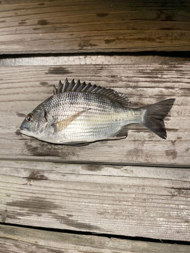 メイタの釣果