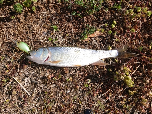 ハスの釣果