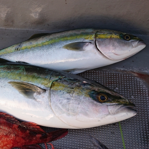 ヤズの釣果