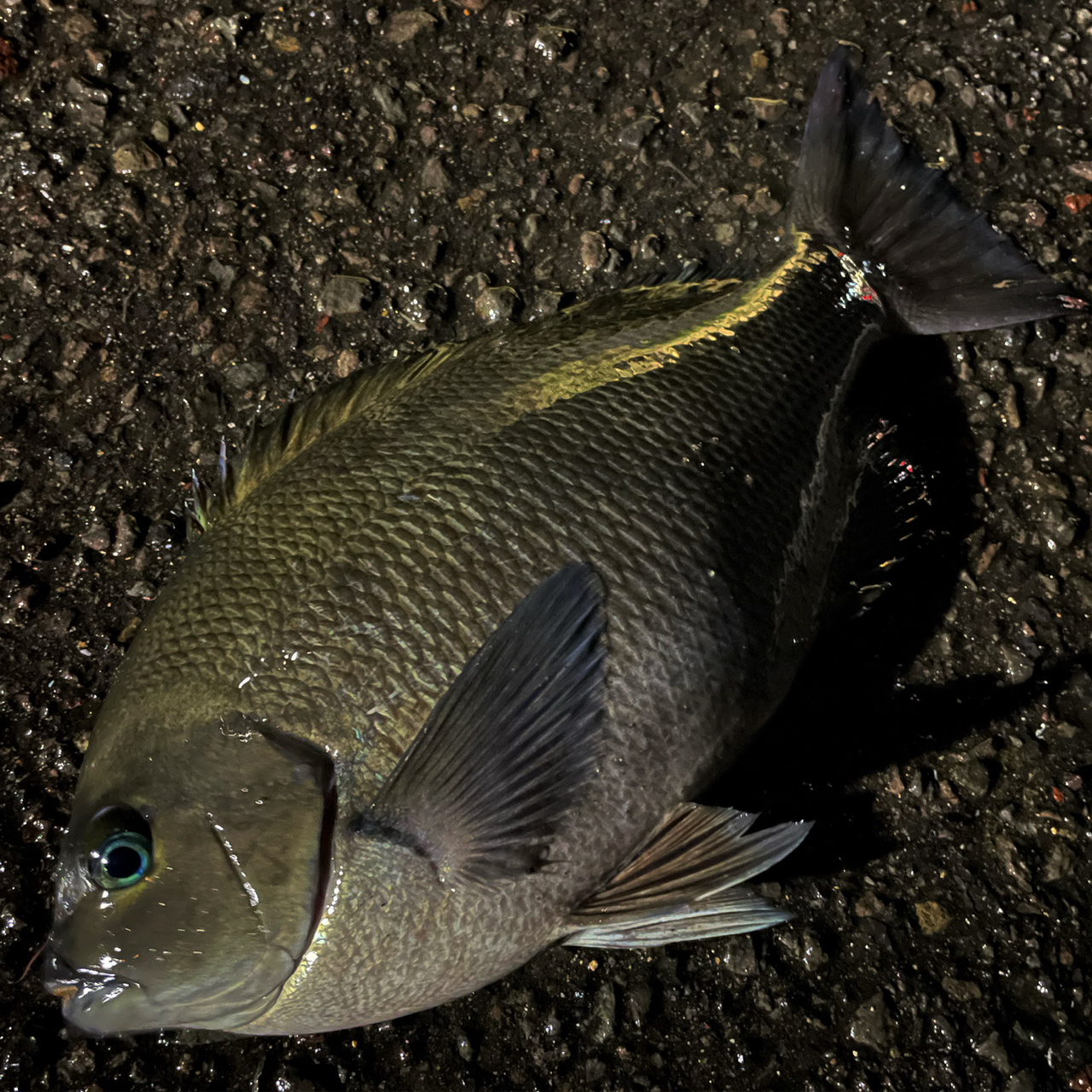 クチブトグレ