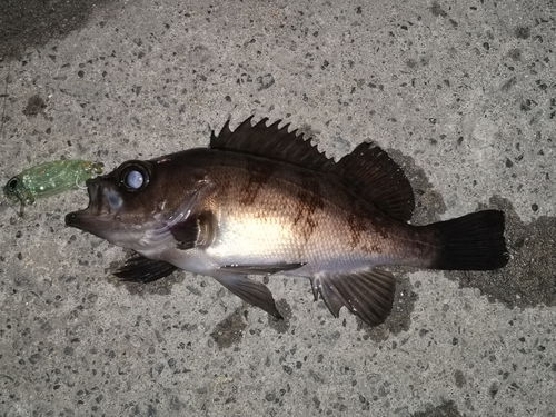 メバルの釣果