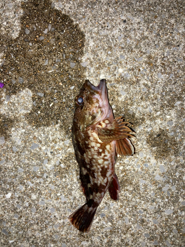 カサゴの釣果