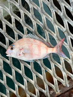 チャリコの釣果