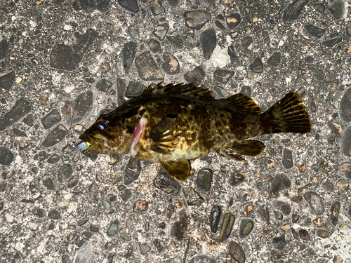 タケノコメバルの釣果