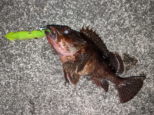 カサゴの釣果