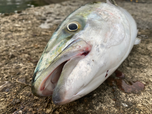 ブリの釣果