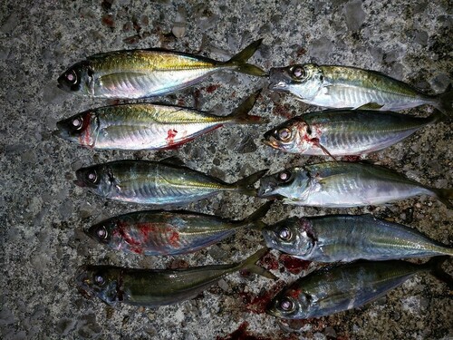 アジの釣果