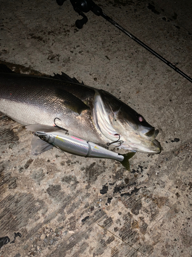 シーバスの釣果