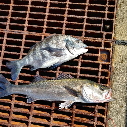 ハネ（マルスズキ）の釣果