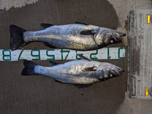 ヒラスズキの釣果