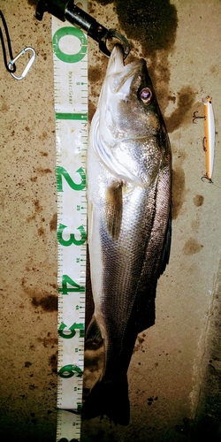 タイリクスズキの釣果