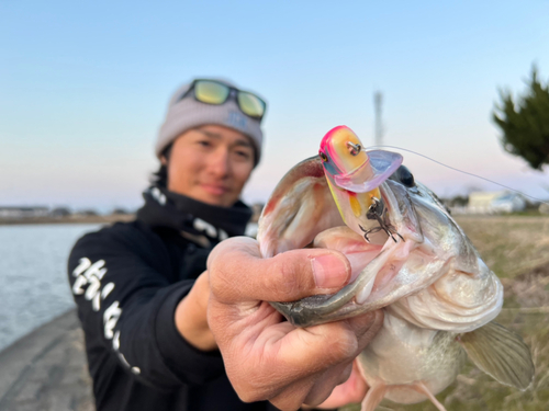 ラージマウスバスの釣果