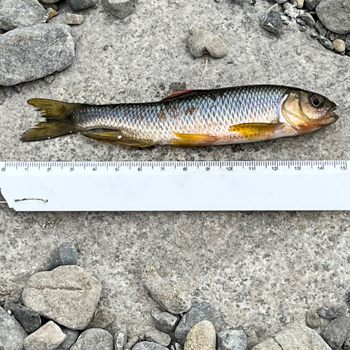 カワムツの釣果