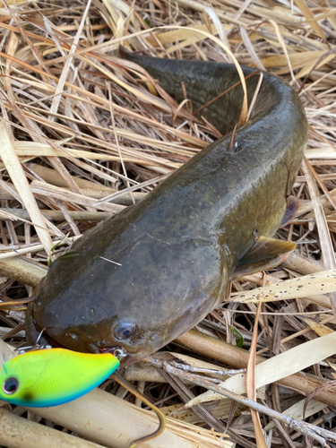 ナマズの釣果