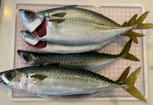 サバの釣果