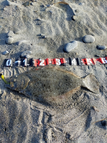 ヒラメの釣果