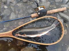 マルタウグイの釣果