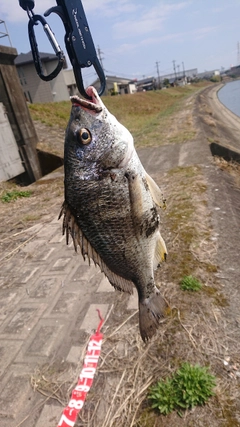 キビレの釣果