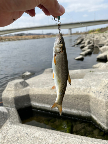 ウグイの釣果