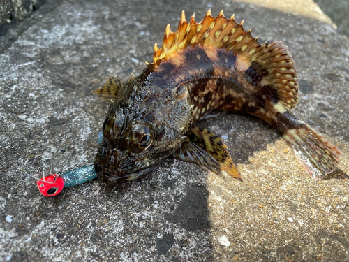 アラカブの釣果