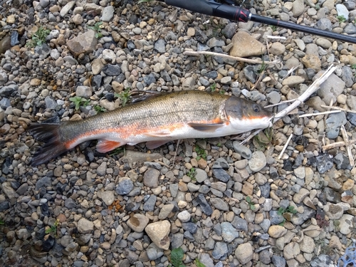 マルタウグイの釣果