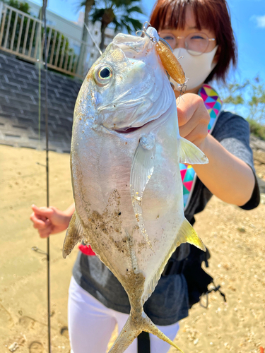 ロウニンアジの釣果