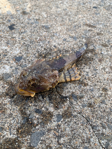 カジカの釣果