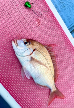 チダイの釣果