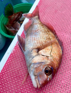 マダイの釣果