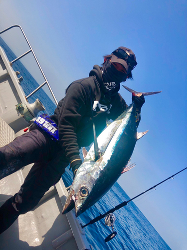 ビンチョウマグロの釣果