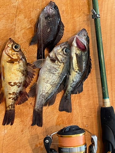 メバルの釣果