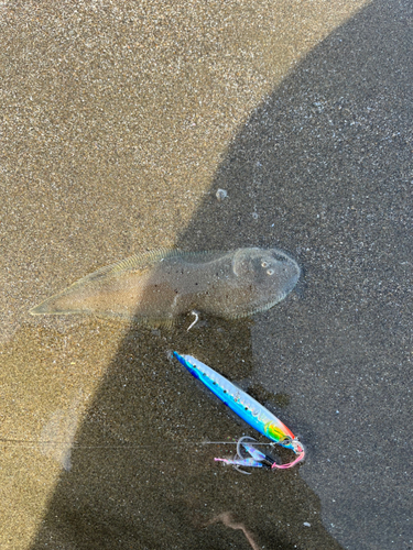 シタビラメの釣果