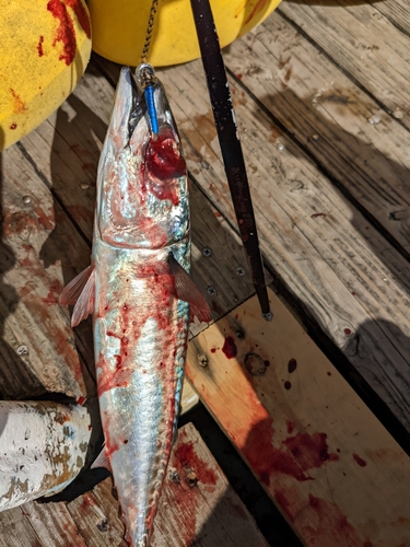 サバの釣果