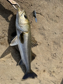 スズキの釣果