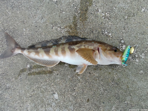 ホッケの釣果