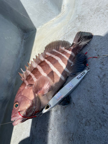 マハタの釣果