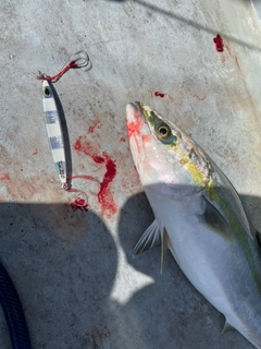 メジロの釣果