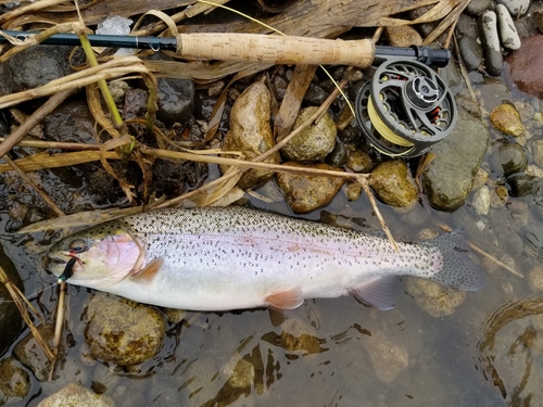 ニジマスの釣果