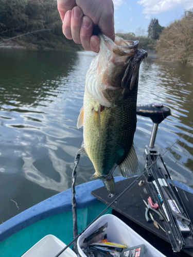 ラージマウスバスの釣果