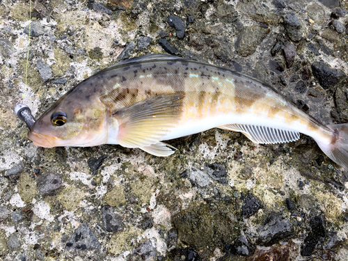 ホッケの釣果