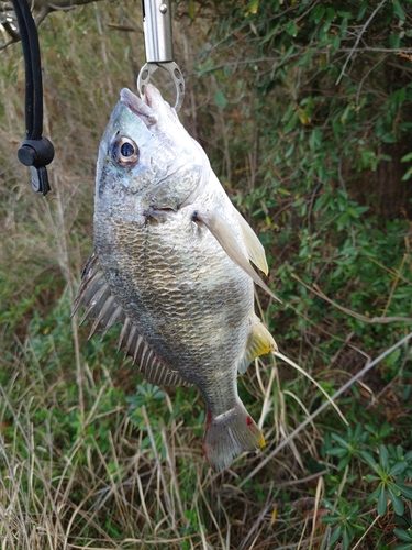 キチヌの釣果