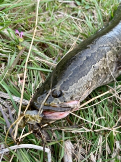 ライギョの釣果