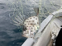 カガミダイの釣果