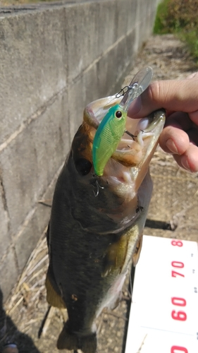 ブラックバスの釣果