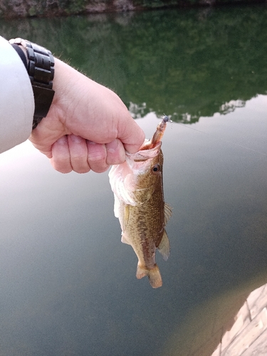 ラージマウスバスの釣果