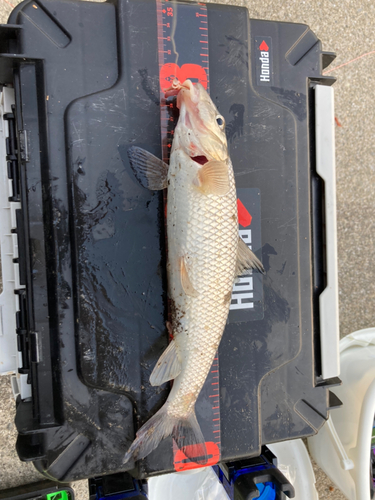 ニゴイの釣果