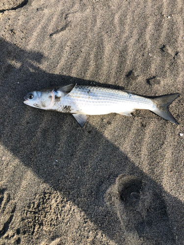 ボラの釣果