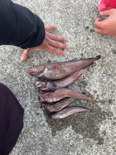 ドンコの釣果